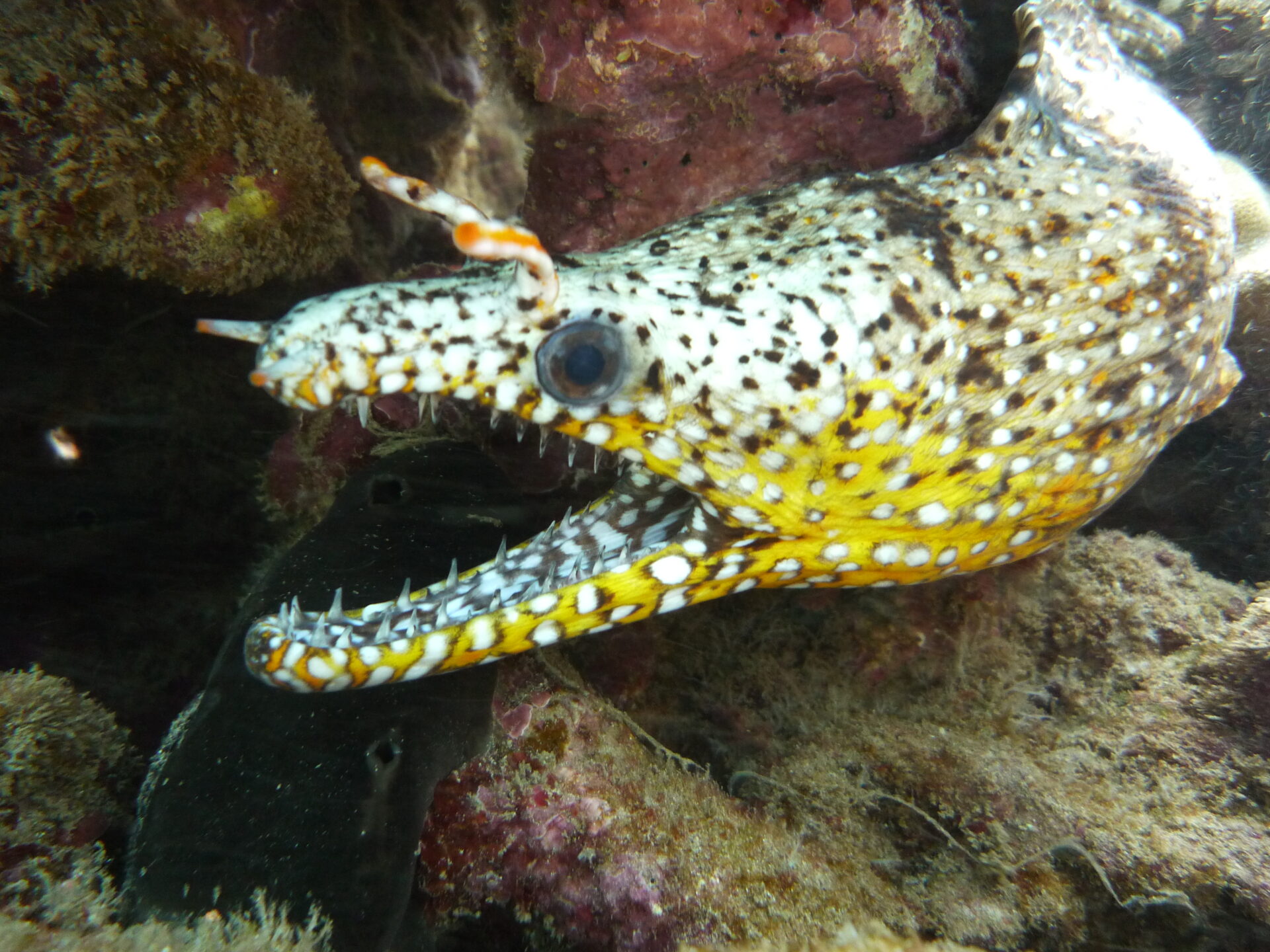 Dragon Eel Fish Underwater in Yellow and White Color