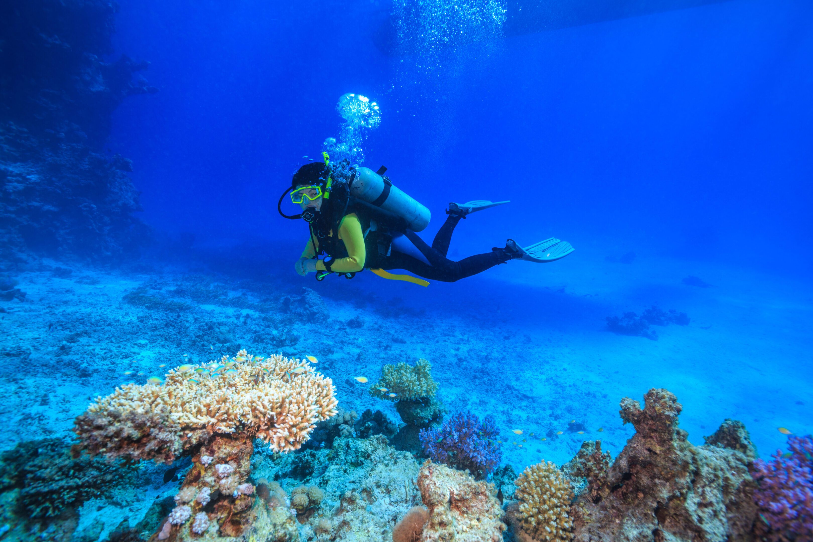 diver in the Red Sea diver in the Red Sea