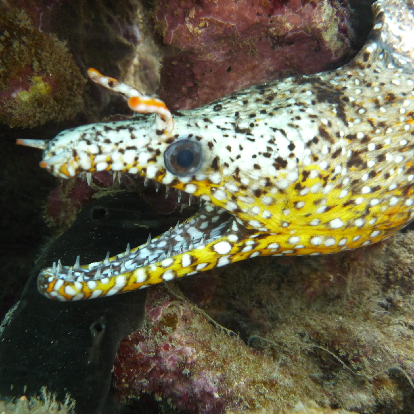 Dragon Eel Fish Underwater in Yellow and White Color